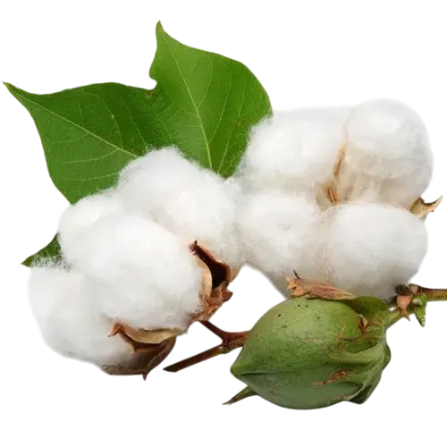 raw-cotton-material